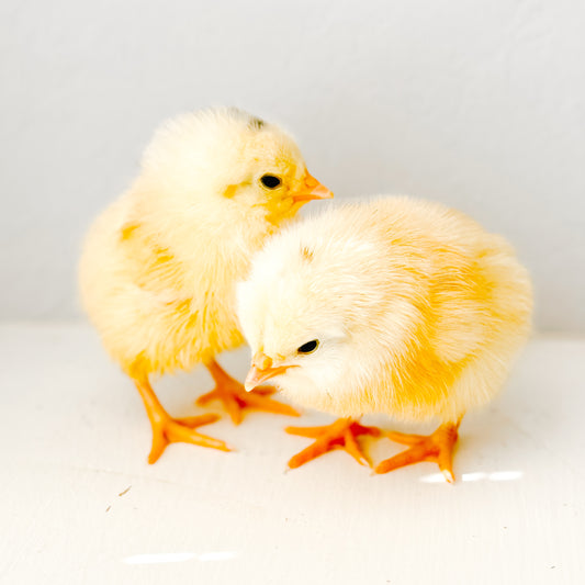 Baby Chicks (local pickup only)